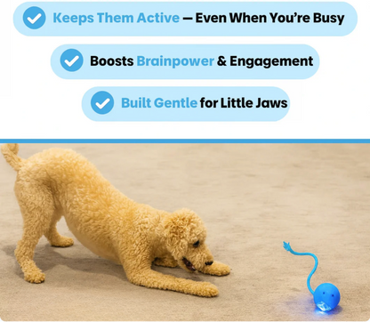 Interactive Pet Ball 🐾