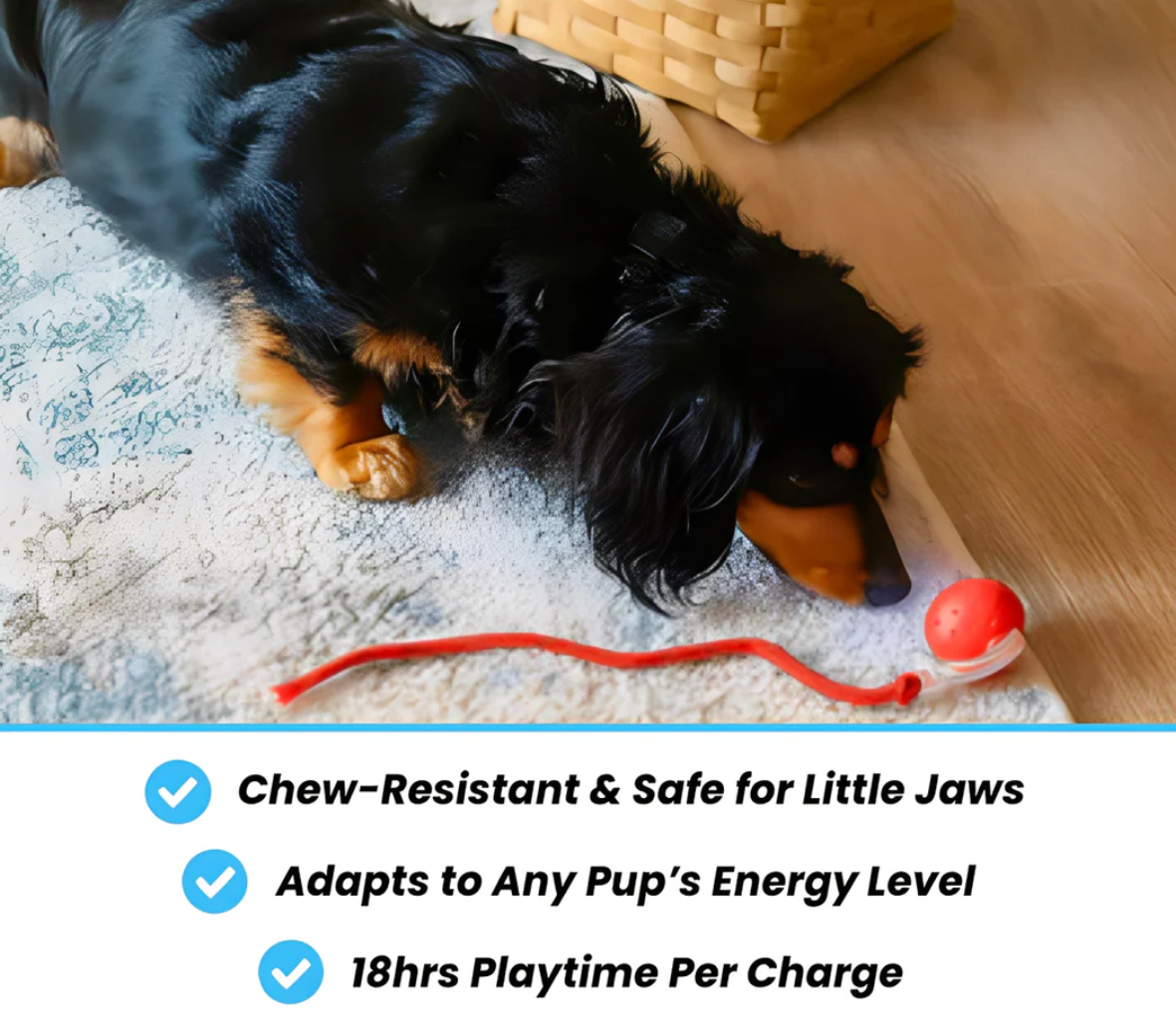 Interactive Pet Ball 🐾