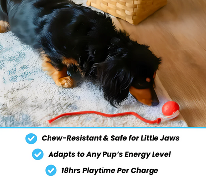 Interactive Pet Ball 🐾